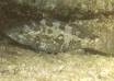  Mycteroperca rosacea (Leopard Grouper, Golden Grouper)